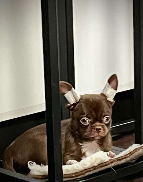 Щенок чихуахуа в Москве фото 3