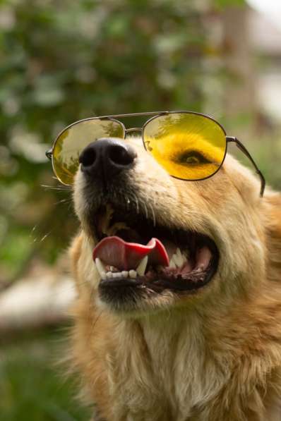 Милая игривая собака-золотинка в Санкт-Петербурге фото 8