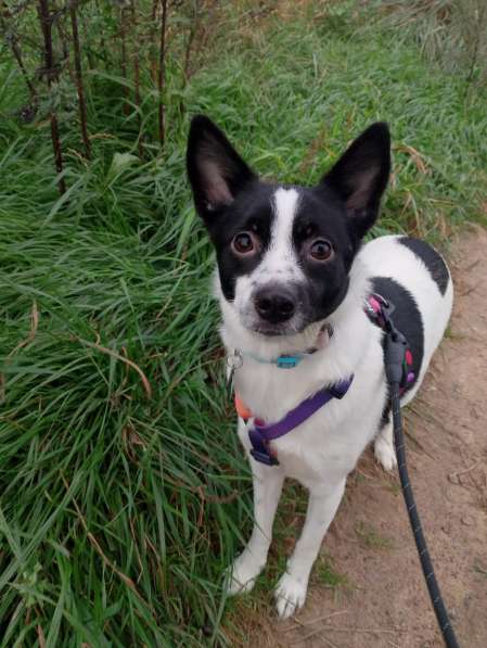 Маленькая домашняя собачка ищет дом в Санкт-Петербурге фото 6