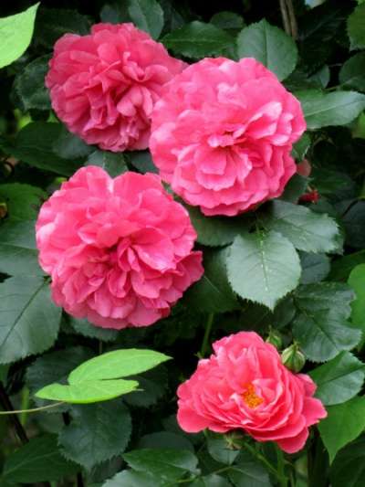 Плетистые розы в Краснодаре фото 3