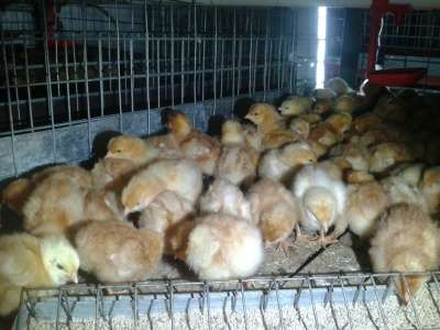 Суточные цыплята Ломан Браун в Тихорецке