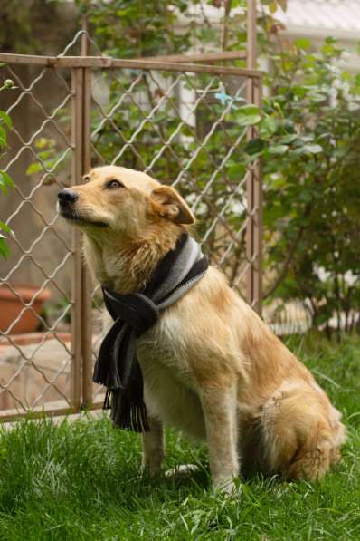 Милая игривая собака-золотинка в Санкт-Петербурге фото 9