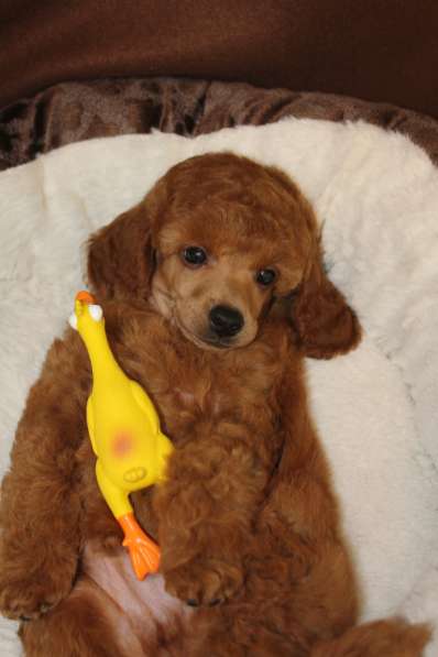 Щенок карликового пуделя в Москве фото 3