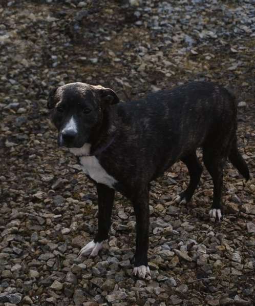 Миниатюрная собачка Хиппи в добрые руки в Москве фото 6