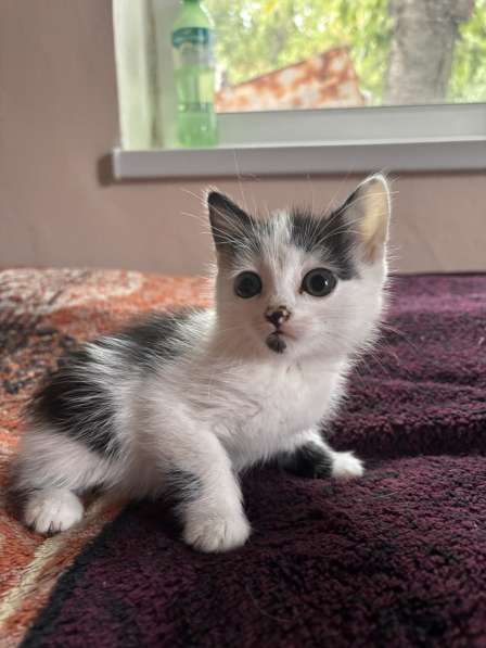 Отдам котят в добры руки?