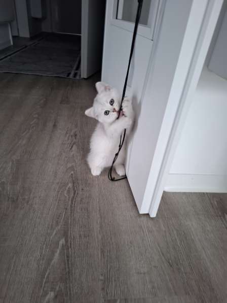 Британские котята в фото 6