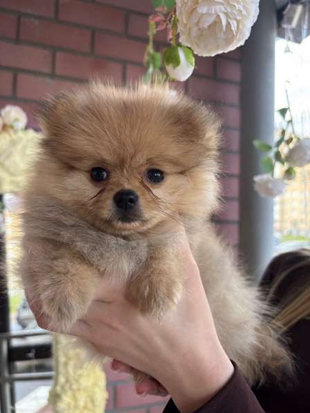 Померанский шпиц в Твери фото 3