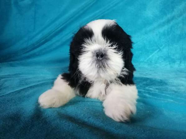 Щенок Ши-тцу из питомника продается. Мальчик Бело-черный в Москве фото 3