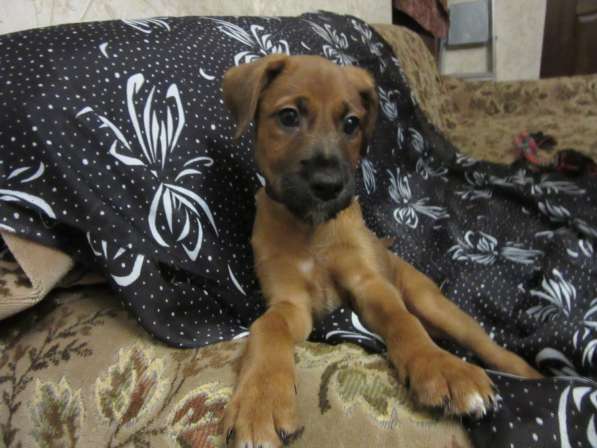 Отдам щенков в Алексине фото 9