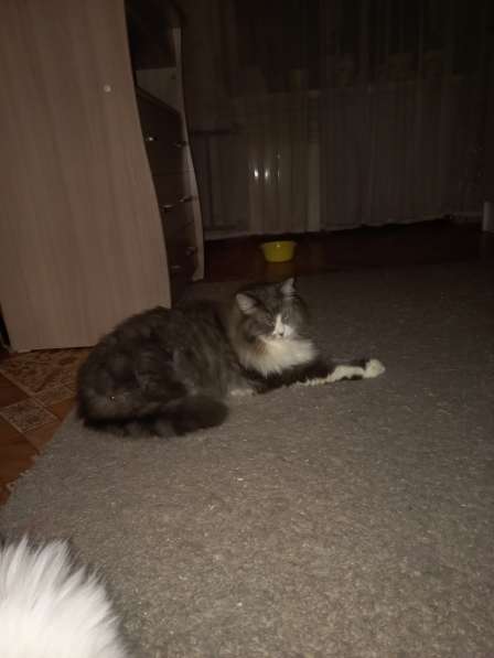 Кот сибиряк,4 года в Новосибирске фото 61