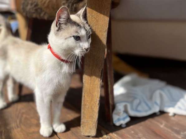 Кошка с дач срочно ищет дом в 