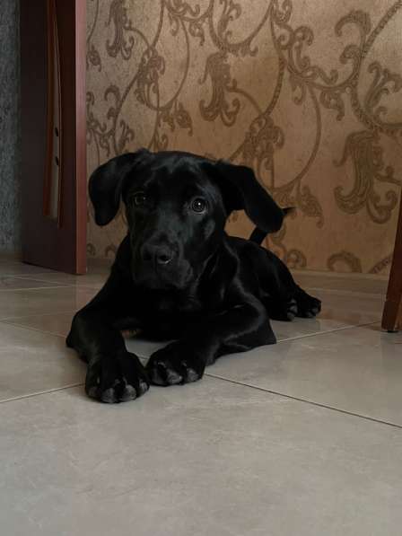 Щенок в добрые руки Кане-корсо в Краснодаре