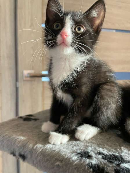 Котята в добрые руки в Иркутске фото 5