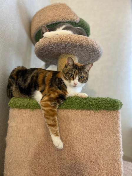 Трехцветное счастье - кошечка Мурашка ищет дом! в Москве фото 3