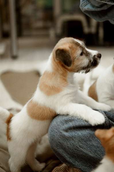 Щенок Джек Рассел терьер в Йошкар-Оле фото 5