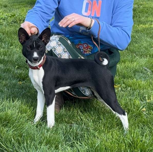 Basenji. Басенджи. Щенок. Puppy в фото 3