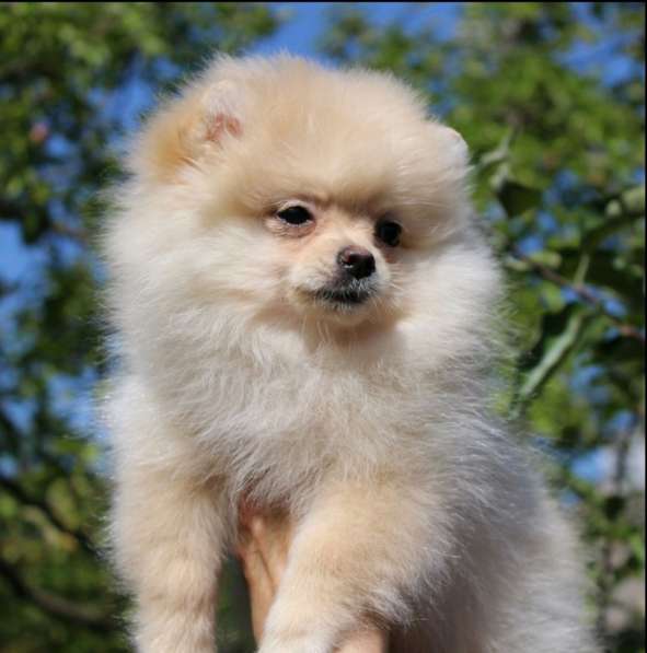 Померанский шпиц