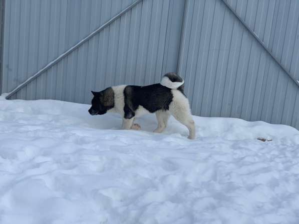 Акита в Ростове-на-Дону фото 26