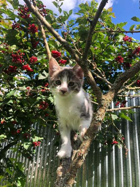 Котята в добрые руки в Москве фото 6