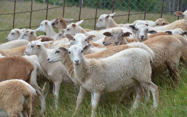 Племенные овцы породы Катумская (Скот из Европы класса Элита