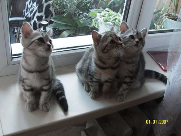 Продаются породистые короткошерстные британские котята в фото 8