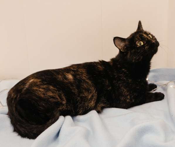 Кошечка черепахового окраса в Москве фото 8