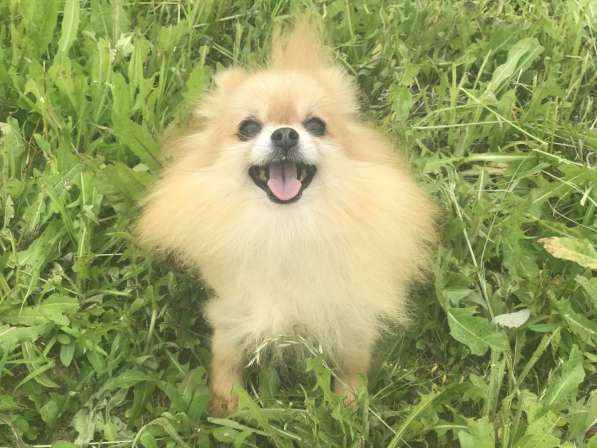 Помераночка 5 лет в Москве