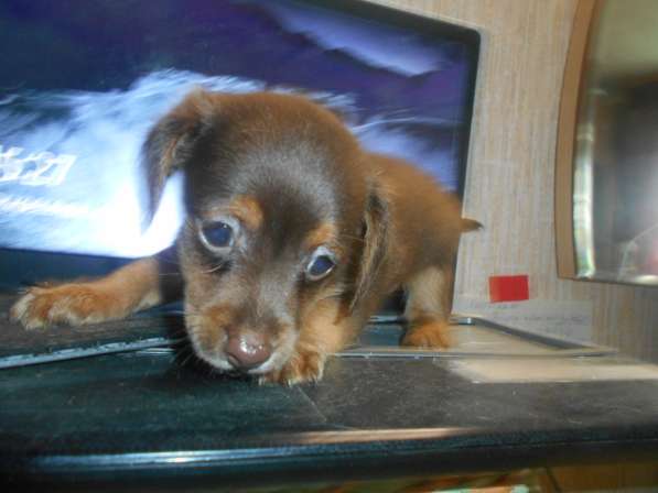 Щенки таксы миниатюрной в Твери фото 23