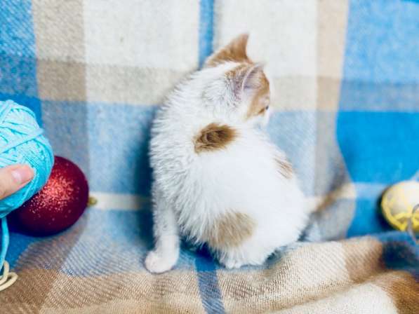 Крошечный богатырь котенок Морковкин в дар в Москве фото 3