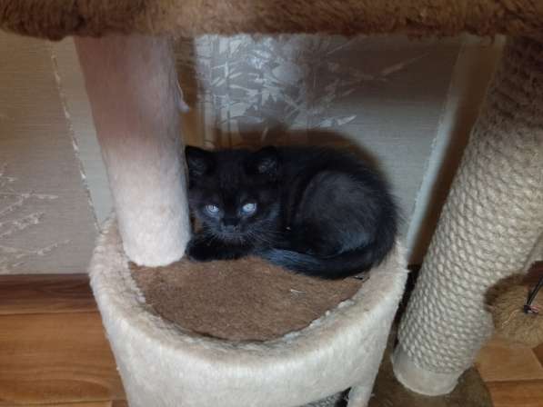 Котята в Туле фото 17