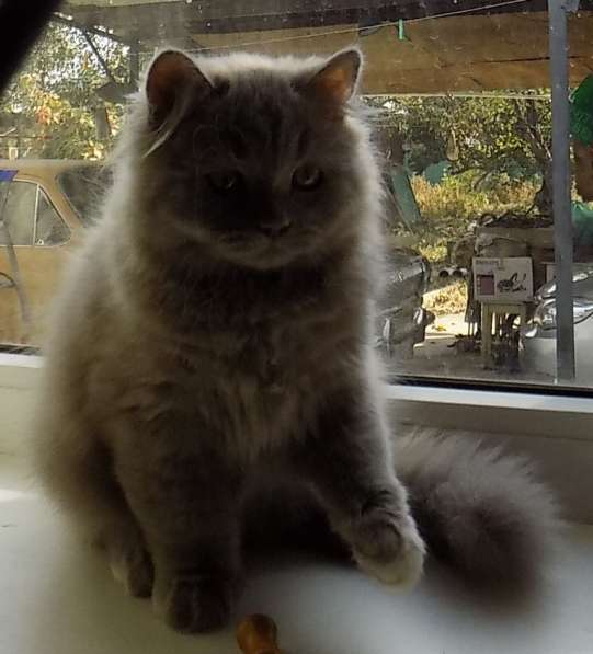 Сказочный мультяшный котенок в Краснодаре фото 4