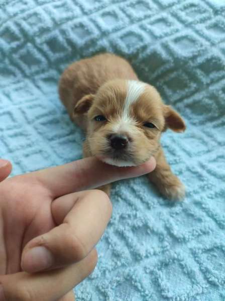 Villakoiran Pennut в фото 10