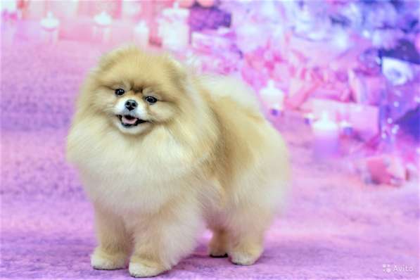 Щенки померанского шпица (Pomeranian) в Воронеже фото 10