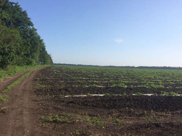 Краснодар продается срочно земля сельхозназначения 286 ге в Краснодаре