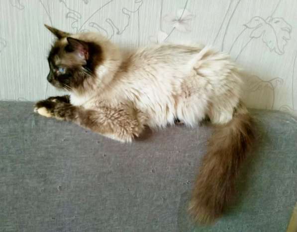 Невская красавица Сильва мечтает обрести дом в Москве фото 11