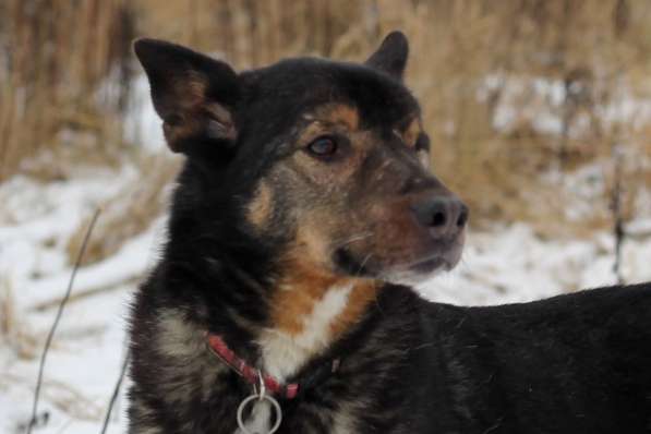 Одноглазый пес Пират! Последний шанс в Москве фото 14