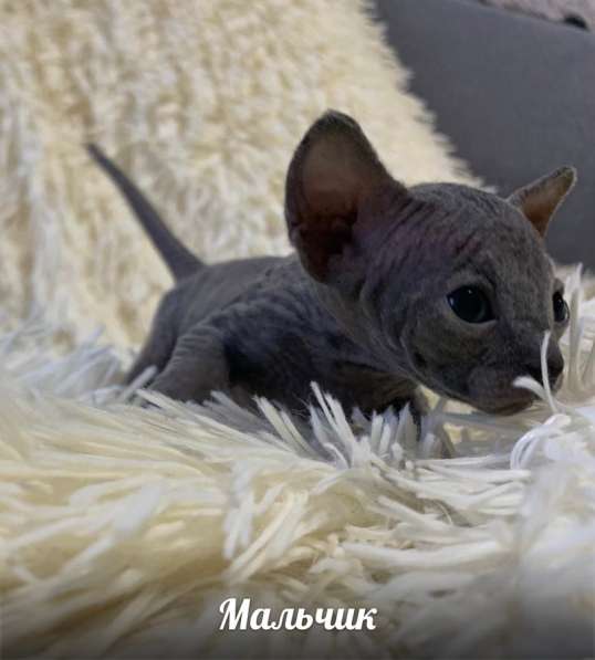 Котята в Балашихе фото 12