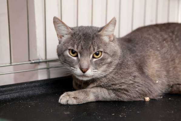 Трогательный Эрик в поисках дома в Москве фото 5