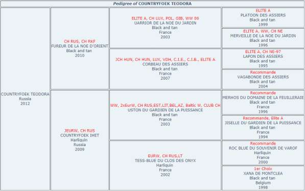 Щенки босерона в Москве фото 6