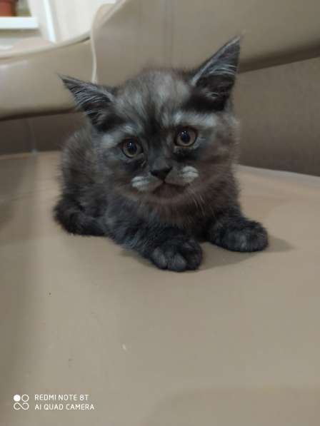 Шотландская кошечка в Кирово-Чепецке фото 9