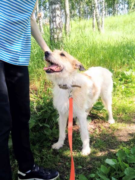 Обаятельная Скрепка ищет семью в Москве фото 21