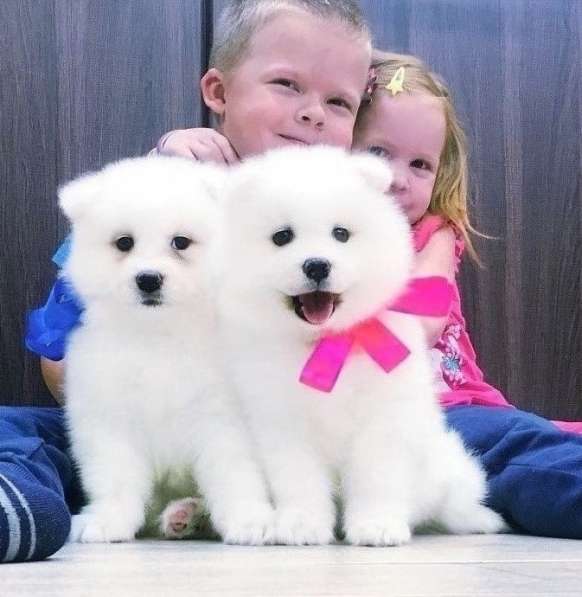 Собачки белоснежные щенки