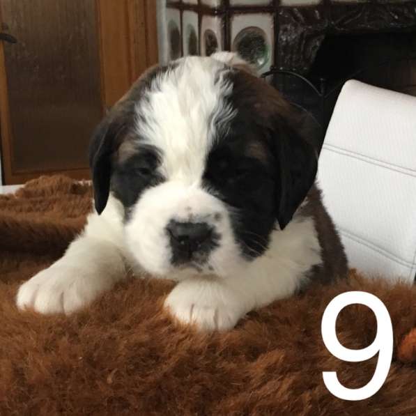 Щенки сенбернара в фото 95