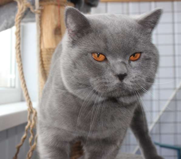 Британский мальчик в фото 10