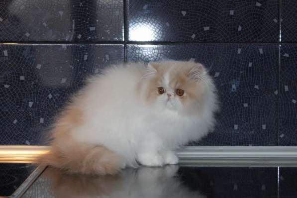 ГУЧЧИ в Москве фото 11