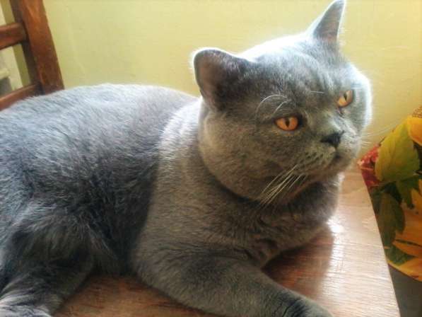 Вязка : Опытный Шотландский кот-Красавец.кот на вязку в Москве фото 6