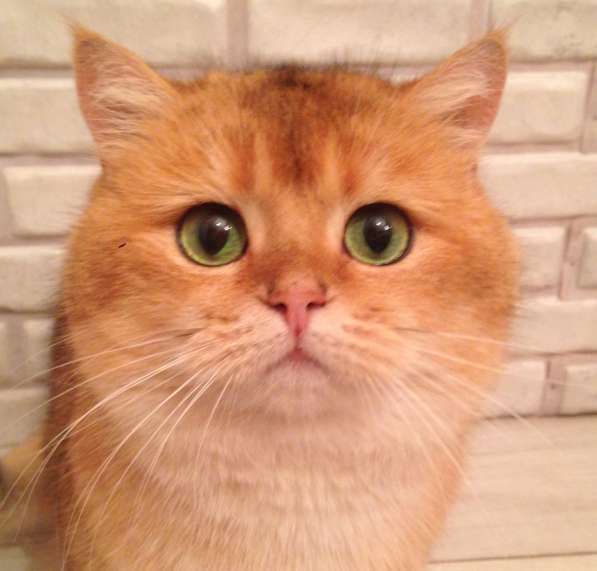 Британский кот на вязку. Шикарный. Золотая шиншилла в Москве фото 5