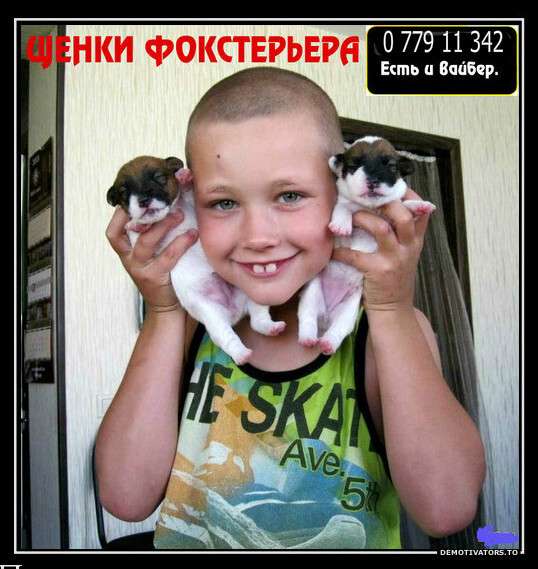 Я - ФОКСТЕРЬЕР маленький шикарный щенок от клубной вязки в фото 10