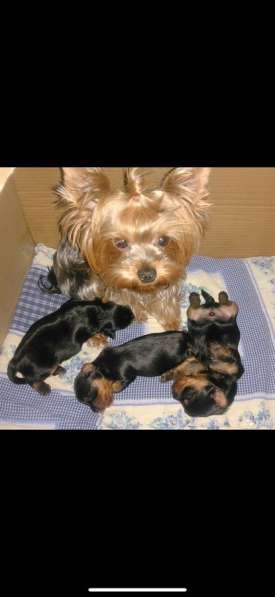 Вязка мини Йорк в Санкт-Петербурге фото 19