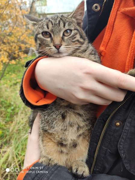 Котята ждут хозяев! в Москве фото 12